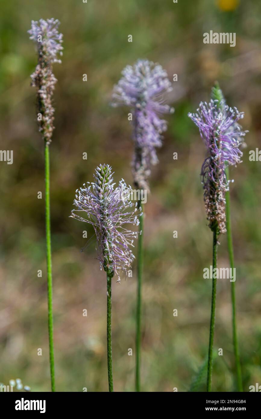 Hoary Plantain - Plantago media Open and closed flower spikes. Stock Photo
