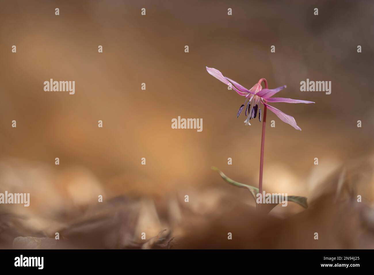 Erythronium dens-canis, the dog's-tooth-violet, dogtooth violet, lily family, Liliaceae, flowering in white, pink, lilac flower in the spring, Europe Stock Photo