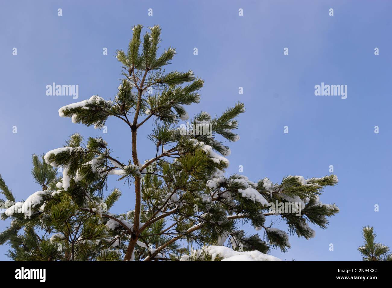 green pine needles covered with snow macro. Outdoor natural winter ...