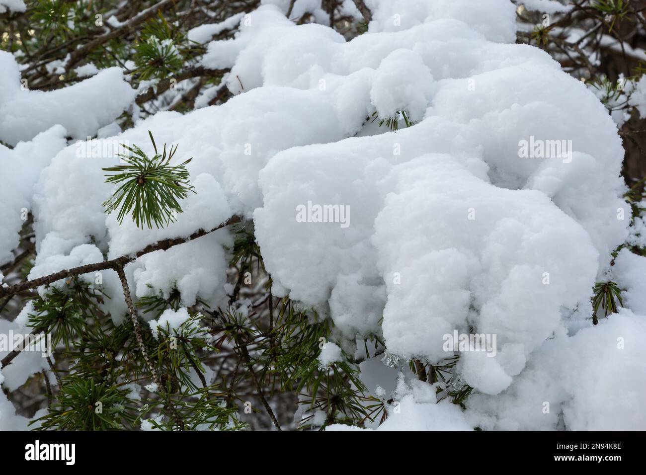 green pine needles covered with snow macro. Outdoor natural winter ...