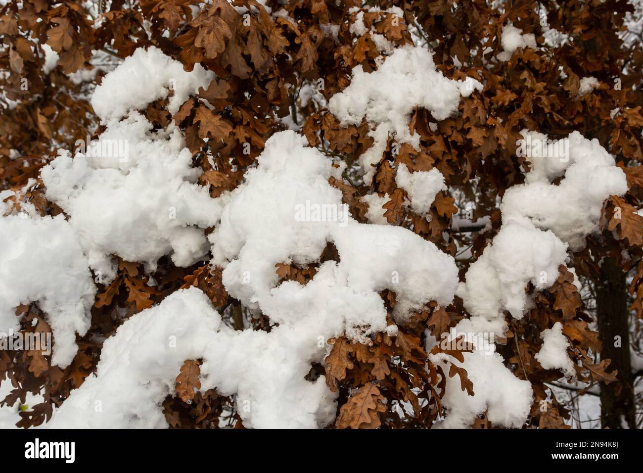 First snow covered autumn colored leaves in tree, tree brand with yellow leaves under snow. Autumn leaves under snow. Snow covered oak leaves in winte Stock Photo