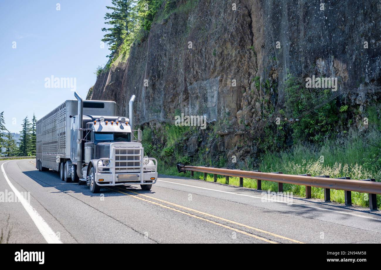 Industrial black classic big rig bonnet semi truck with chrome accessories transporting semi trailer for transporting animals driving on the winding m Stock Photo