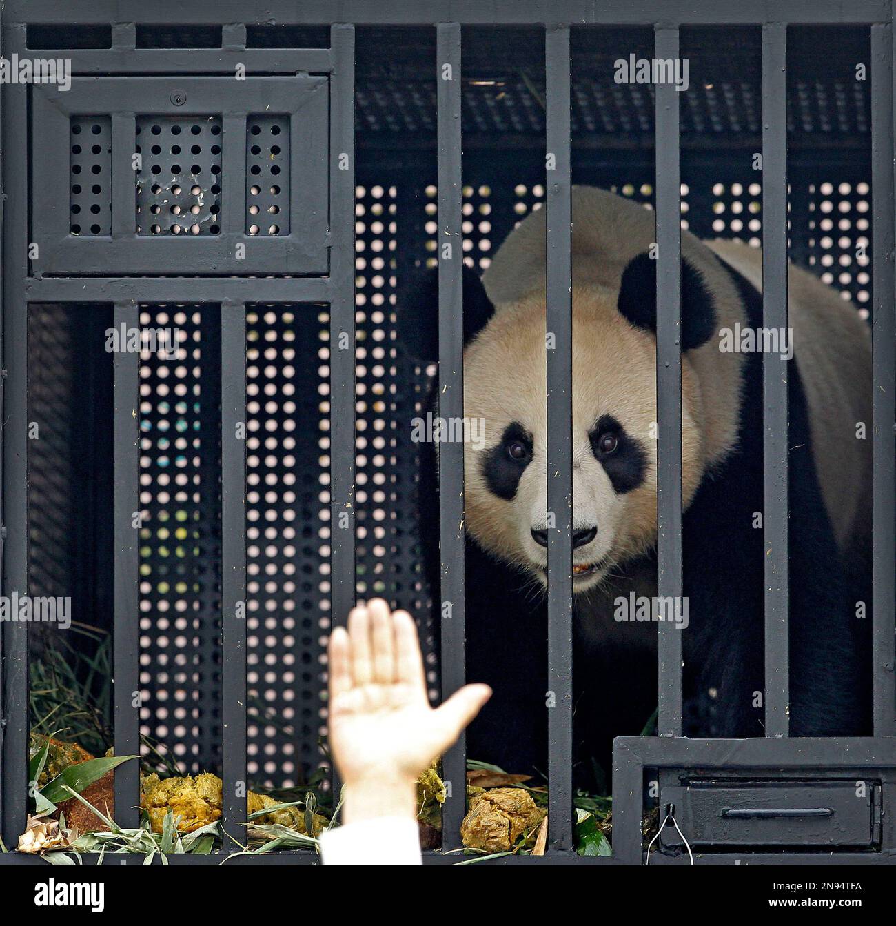 Johnson Panda Jia Jia, one of two giant pandas arrives at the Singapore Changi ...