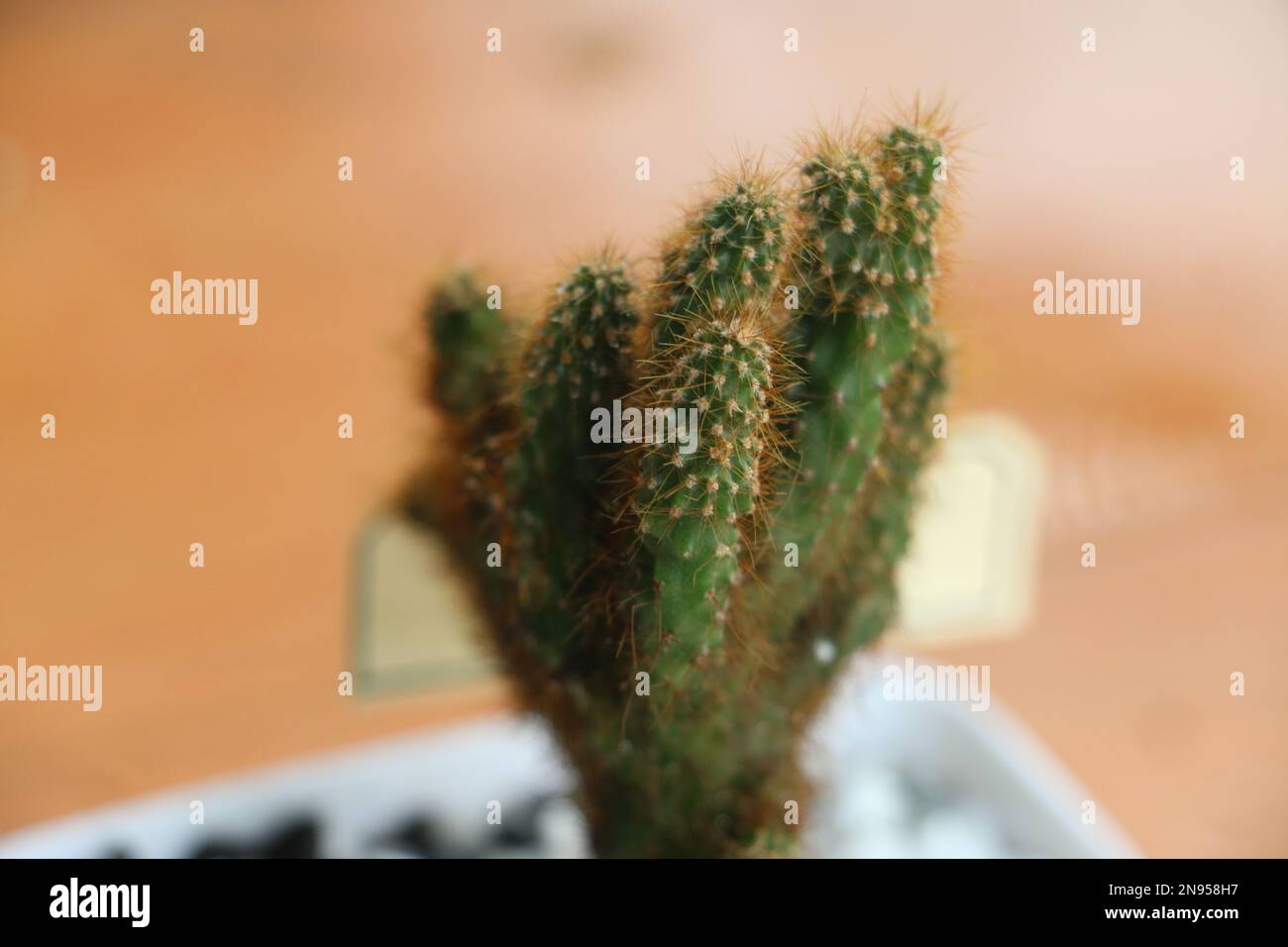 Garden Cactus photo Stock Photo