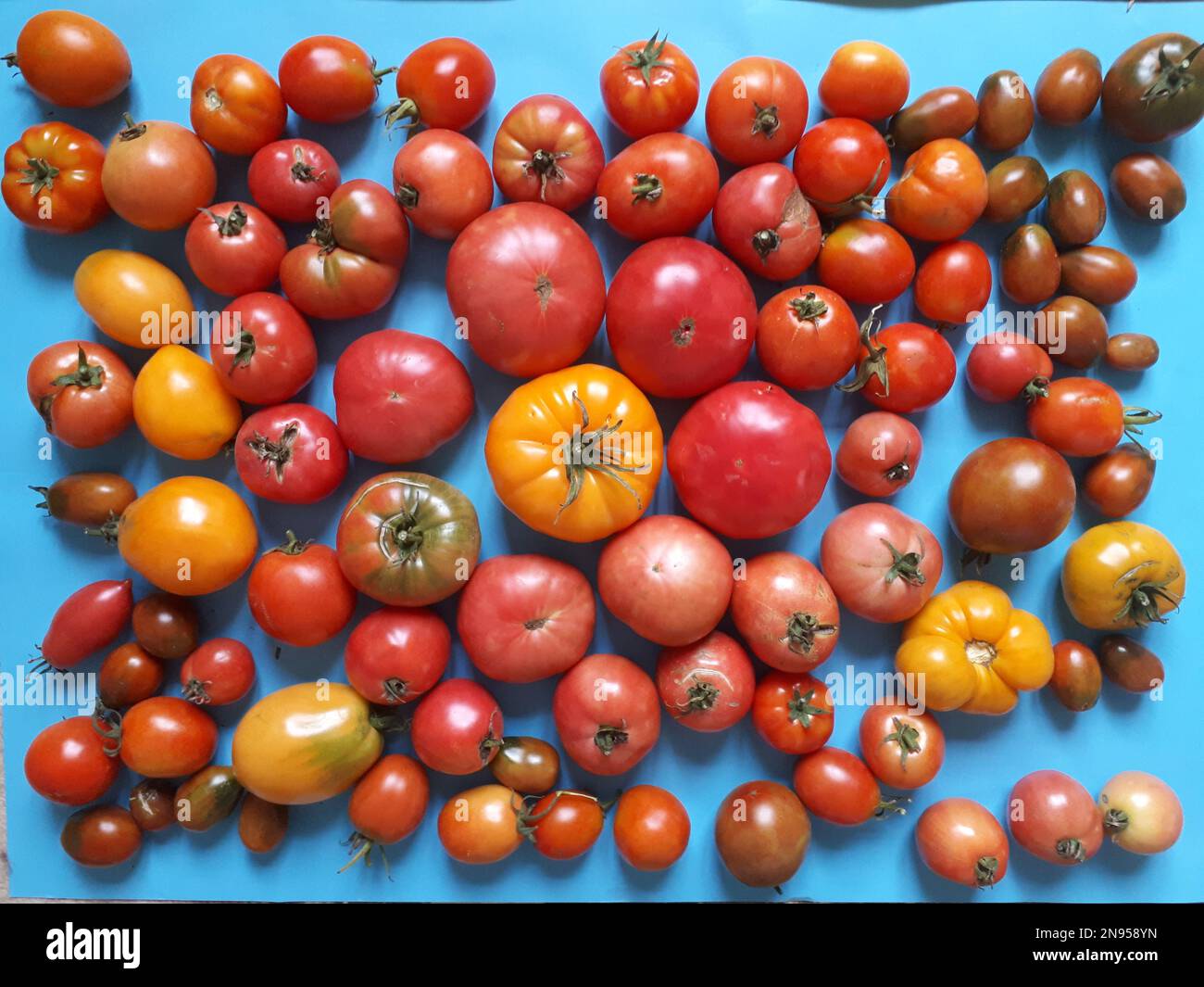 Green tomatoes, small fruit varieties that mature Stock Photo - Alamy