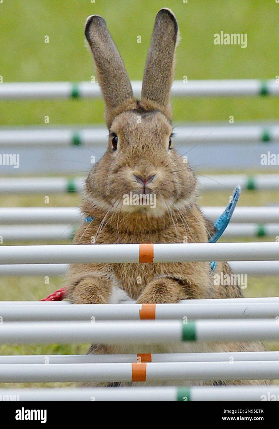 Rabbit 'Surprise' waits in front of an obstacle during the Kaninhop ...