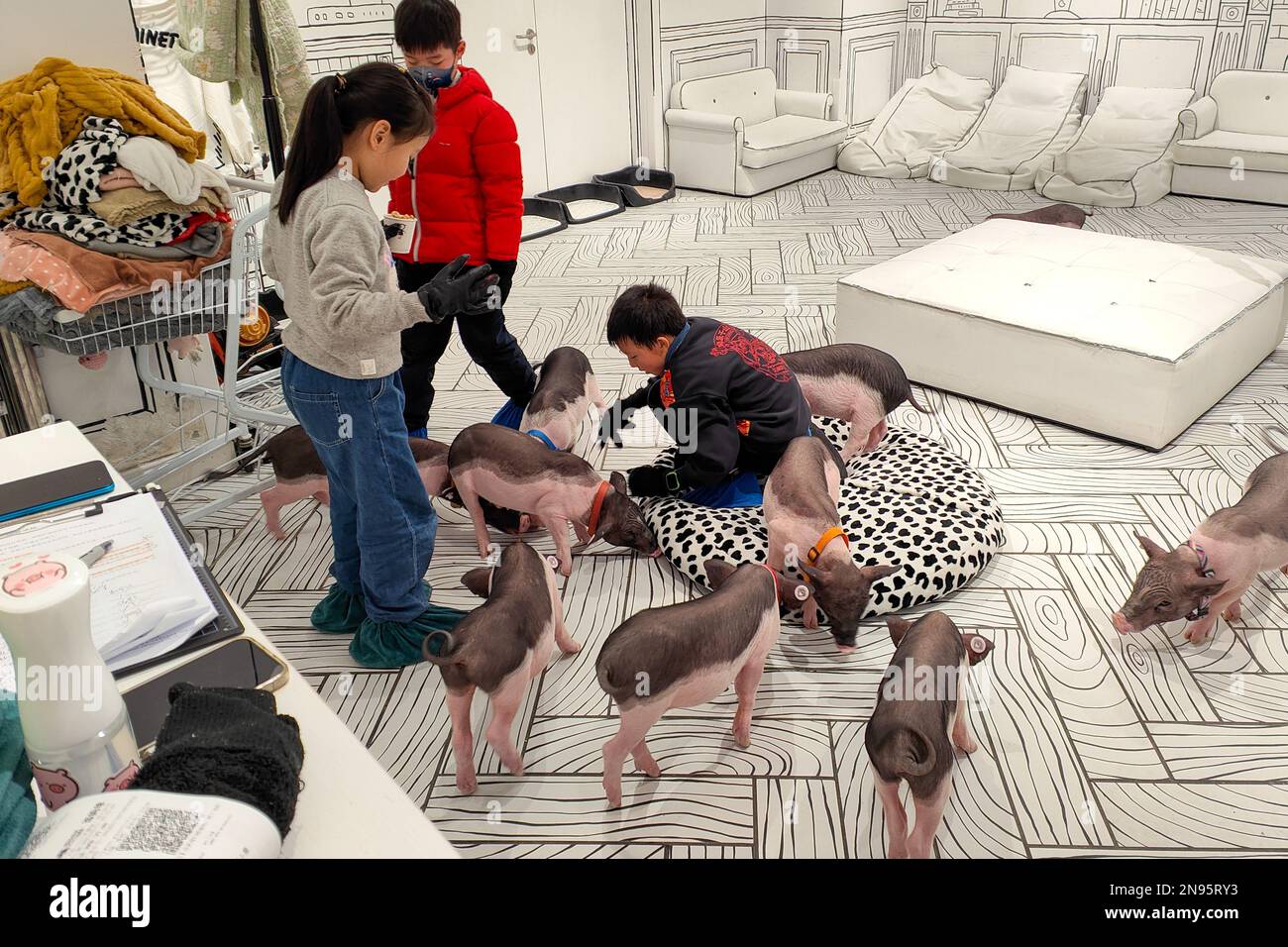 SHANGHAI, CHINA - FEBRUARY 11, 2023 - Children play with a dozen baby pigs at a pet store in Shanghai, China, February 11, 2023. Stock Photo