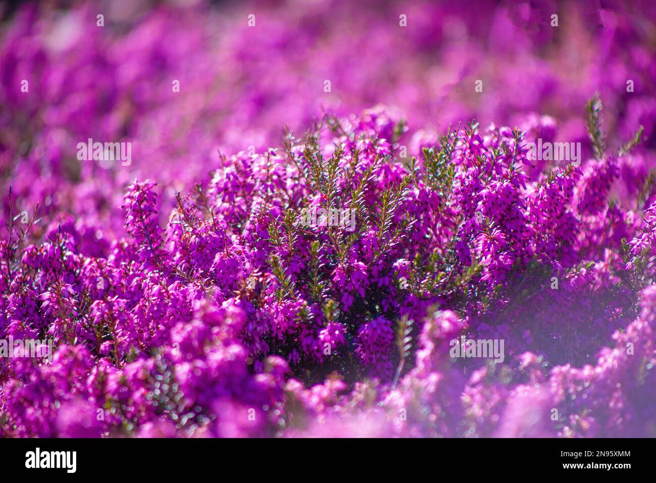 Heather flowers in the garden. Floral background. Violet, lilac flower. Field of pink heather. Blooming Calluna vulgaris flowers in forest Stock Photo
