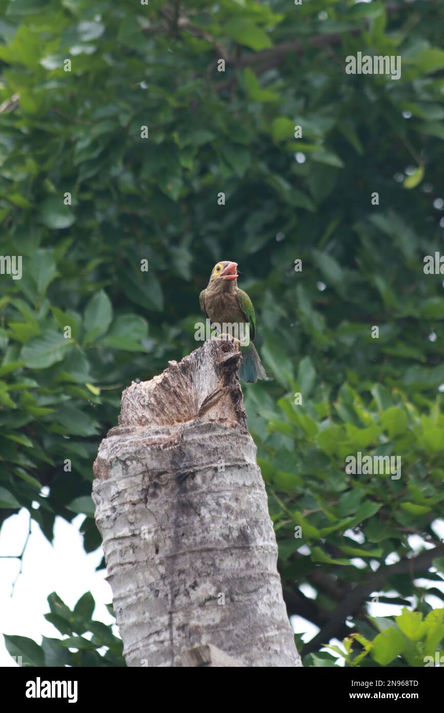 Brown headed Barbet Megalaima zeylanica - green Barbet Stock Photo