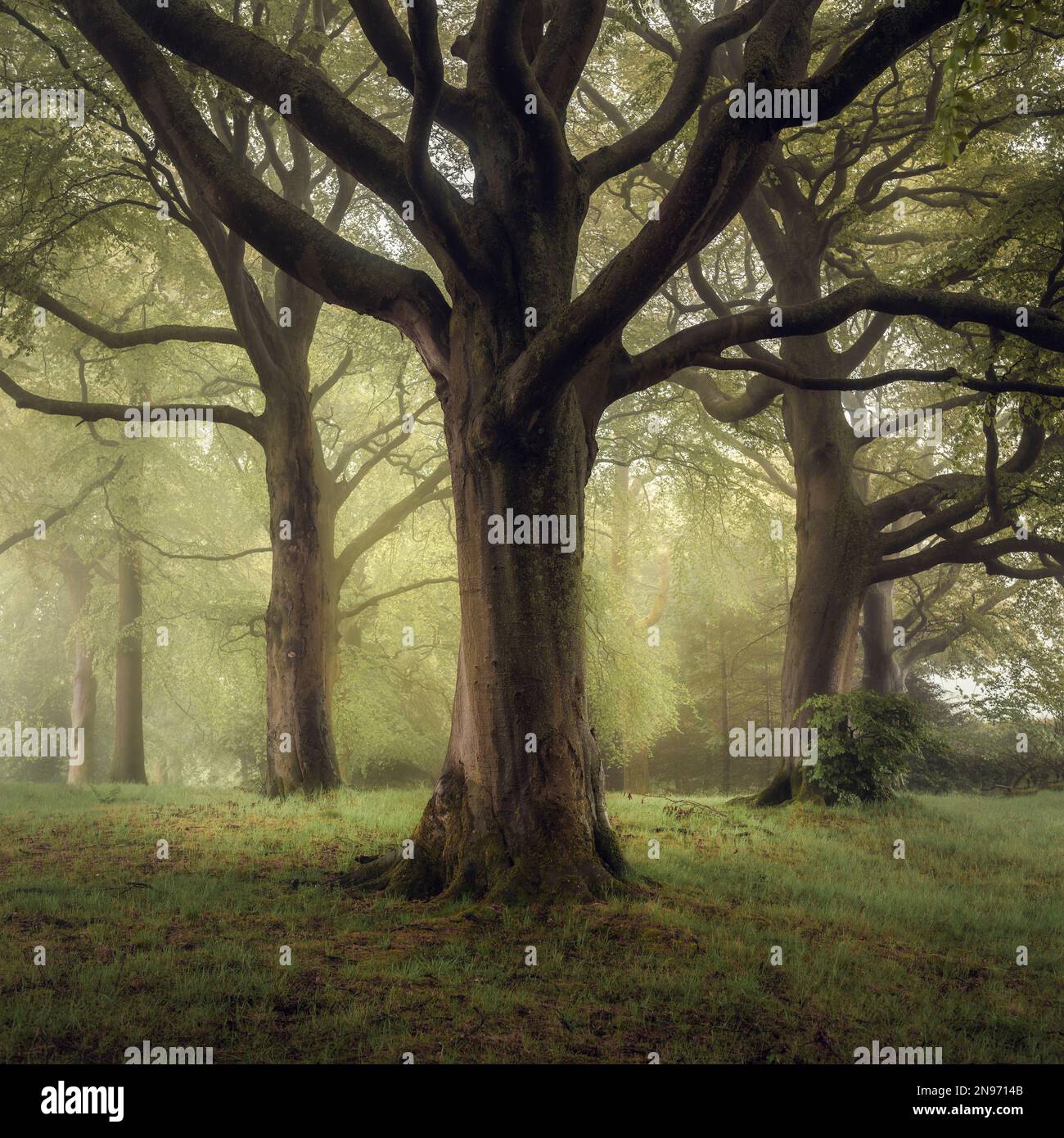 Tree of Medusa Stock Photo - Alamy