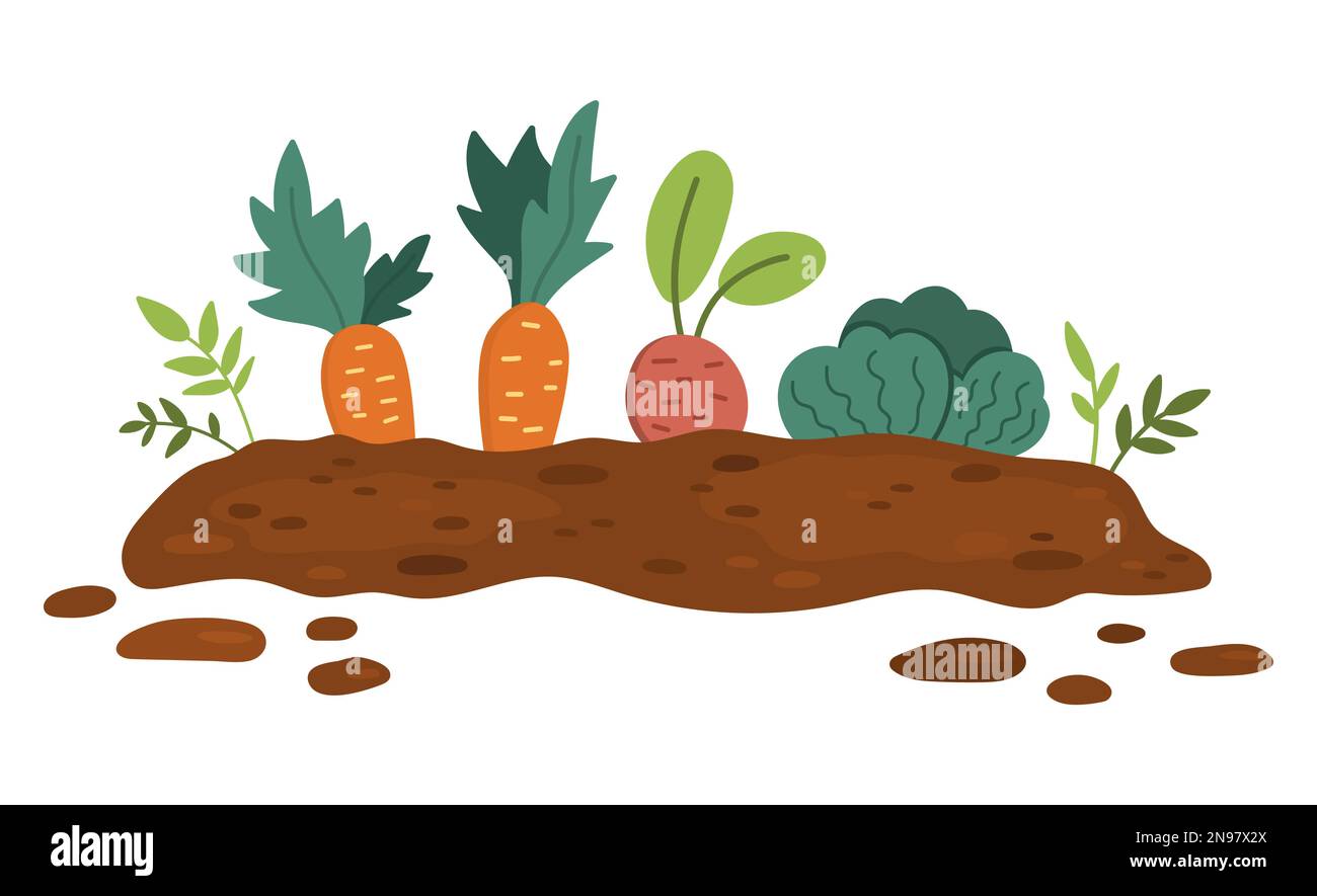 Vector garden sprouted plants isolated on white background. Flat spring vegetable nursery bed illustration. Gardening or farm seed bed icon with carro Stock Vector