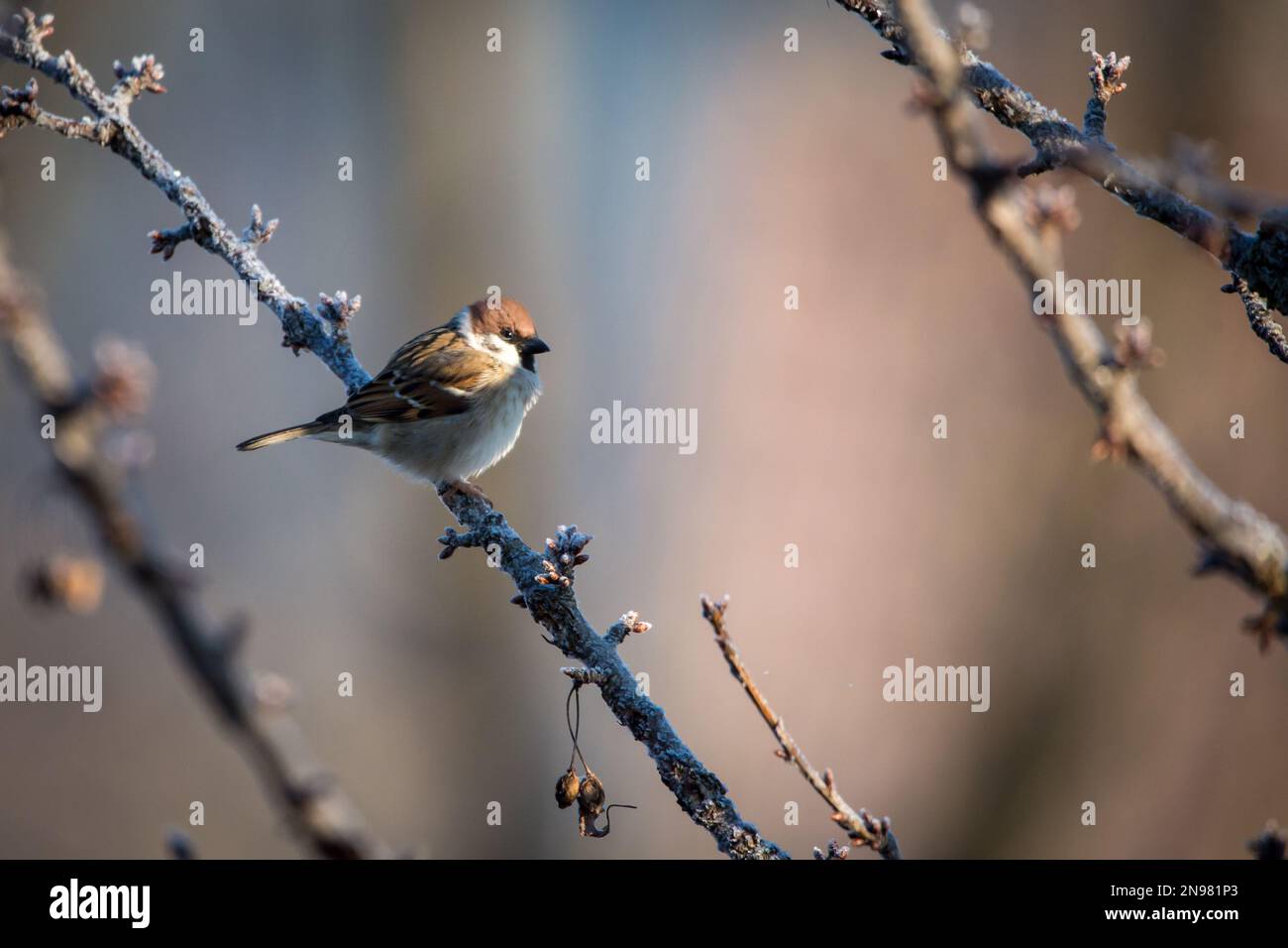 Tree sparrow (Passer montanus) Stock Photo
