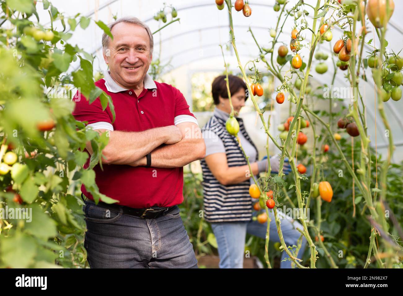 Old man and woman happily harvesting tomatoes in greenhouse Stock Photo ...