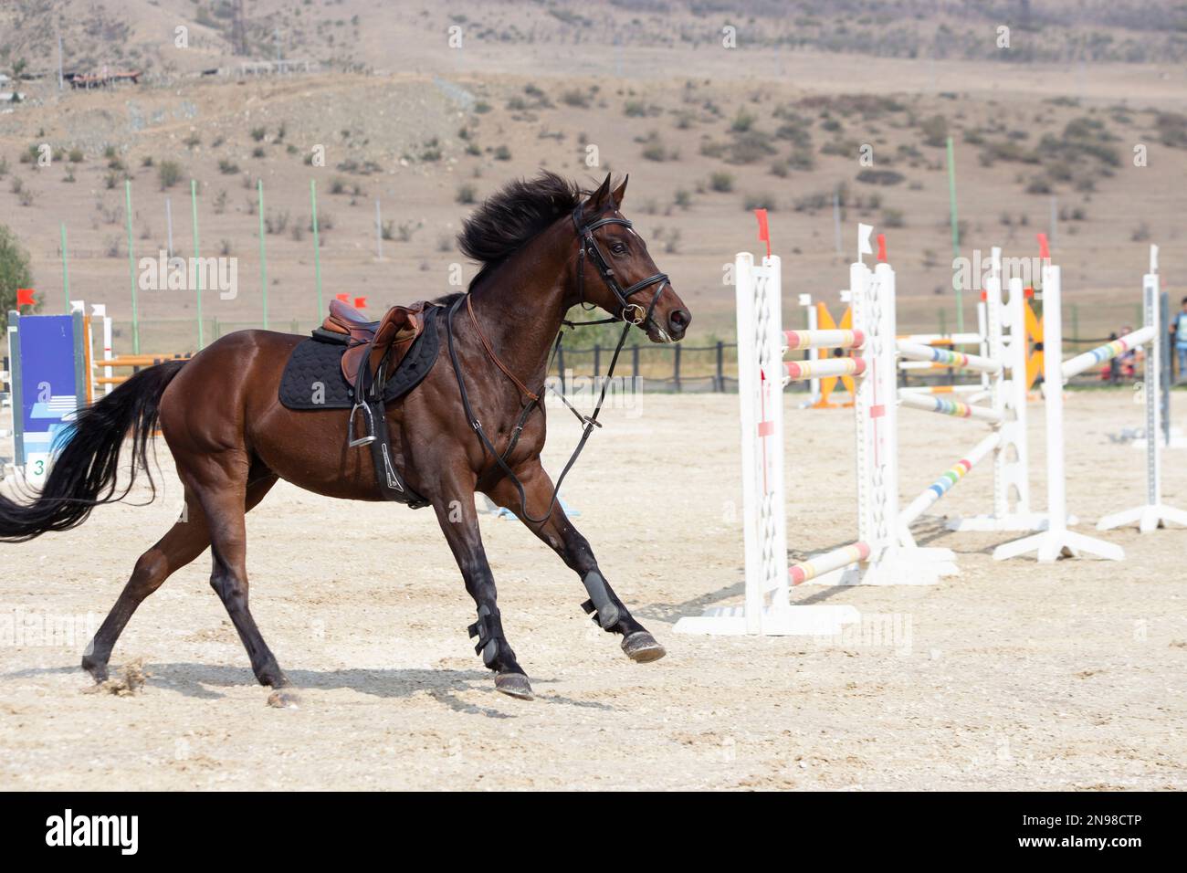 A thoroughbred bay horse gallops saddled at the hippodrome, throwing off a rider. Horseback