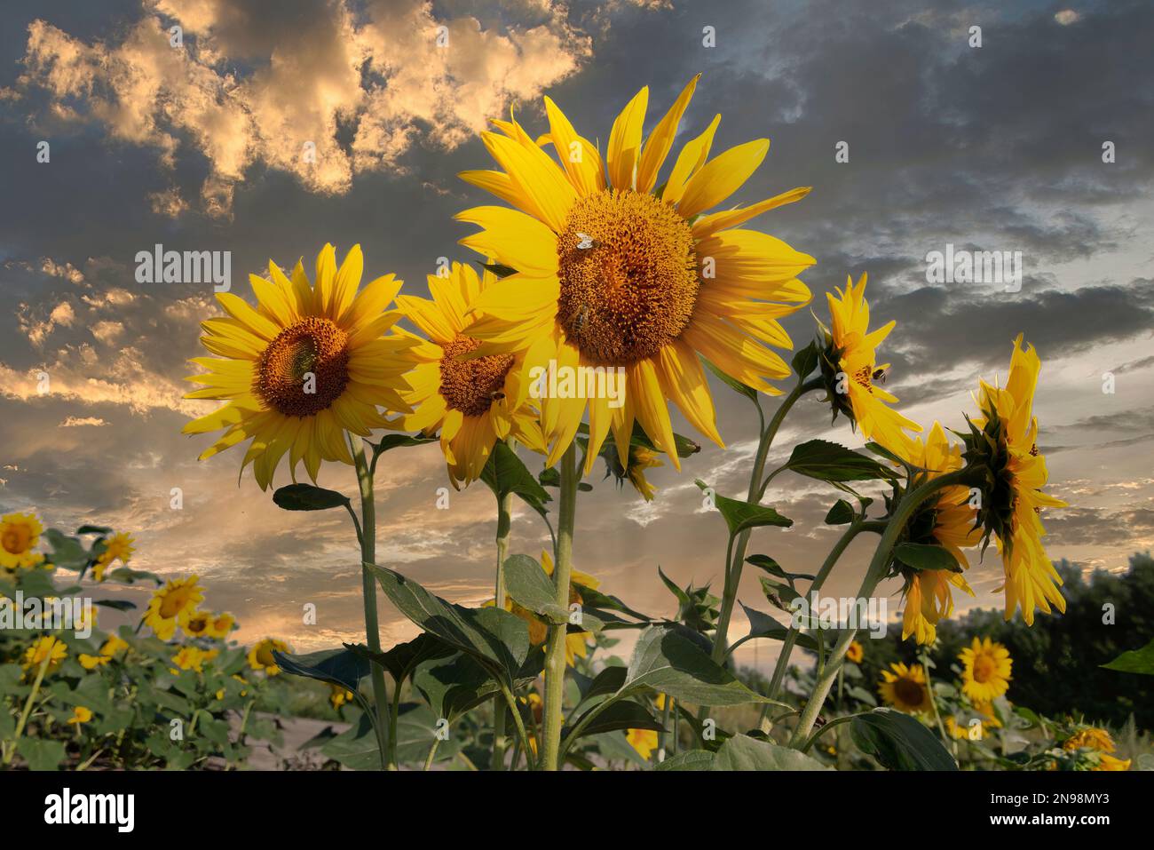 Colorful sunflowers with bees against the dramatic sunset sky Stock Photo