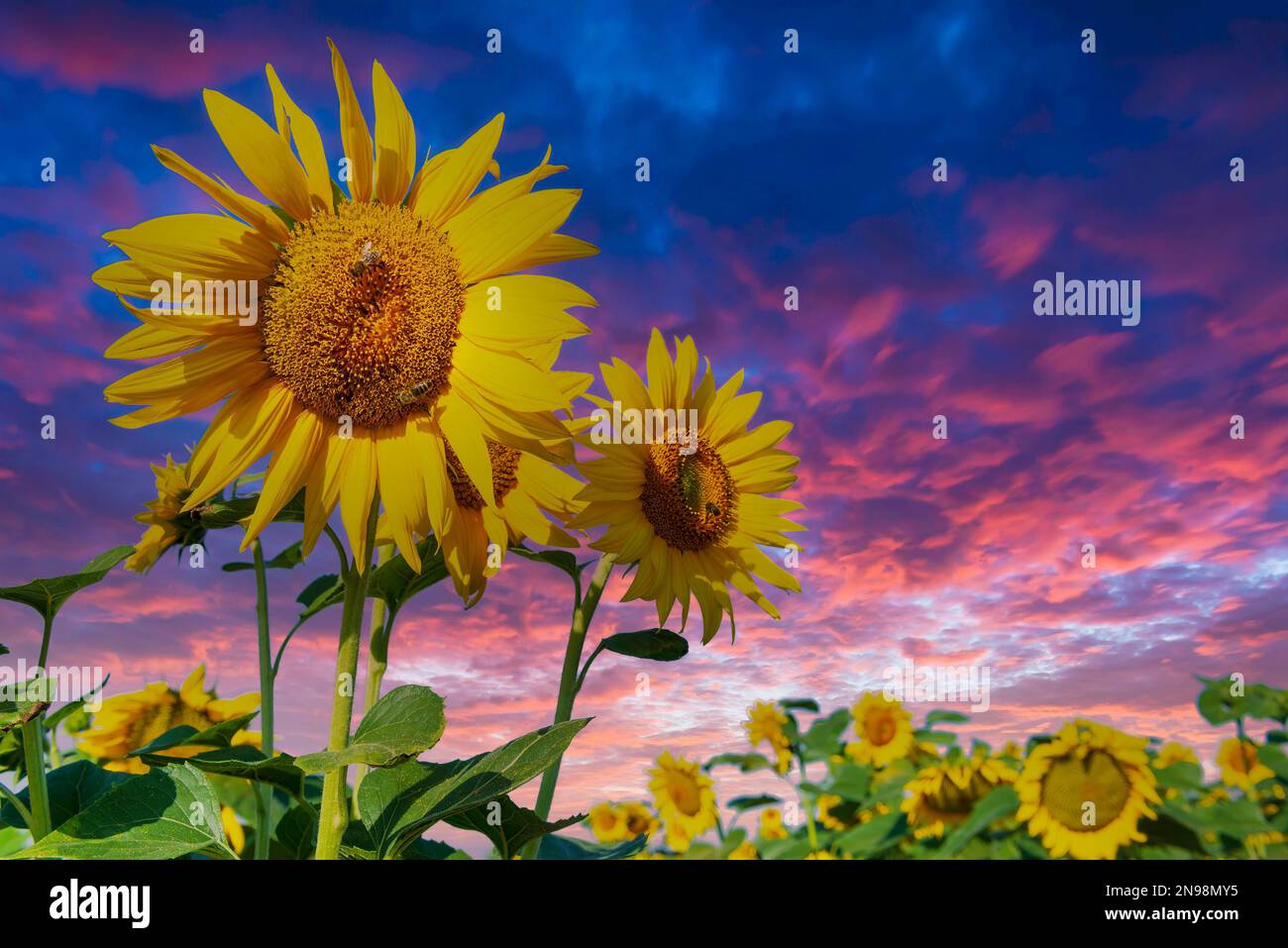 Colorful sunflowers and vibrant sunset sky. Amazing countryside scene Stock Photo