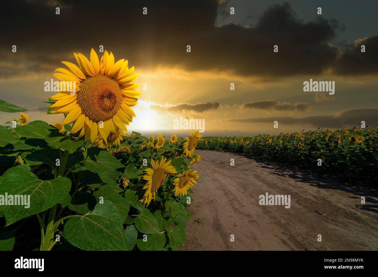 Dirt road in the field of blooming sunflowers at the sunset. Stock Photo