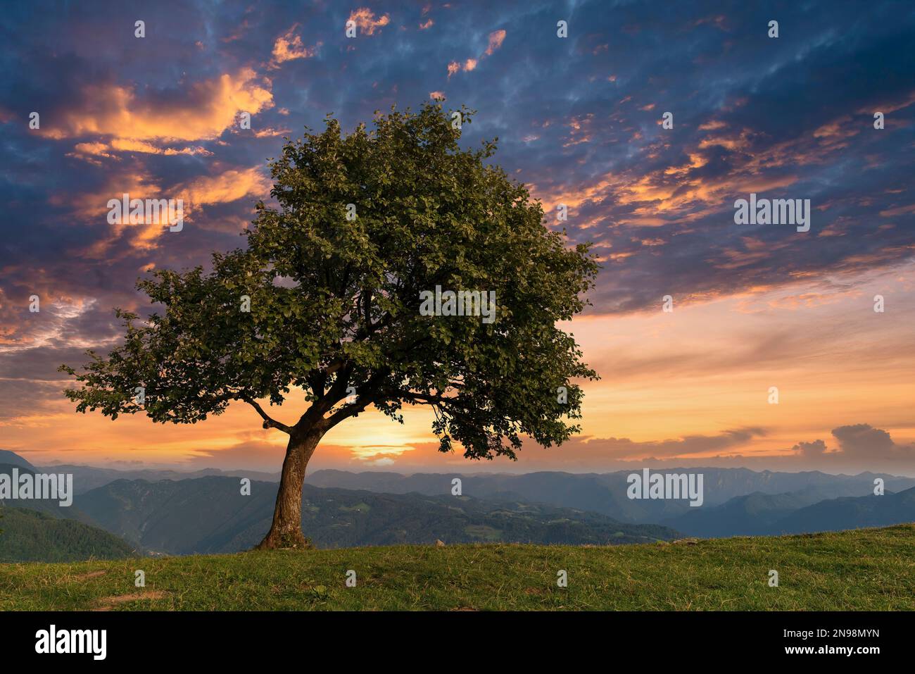 Lonely tree on the mountain meadow and majestic sunset sky. Stock Photo