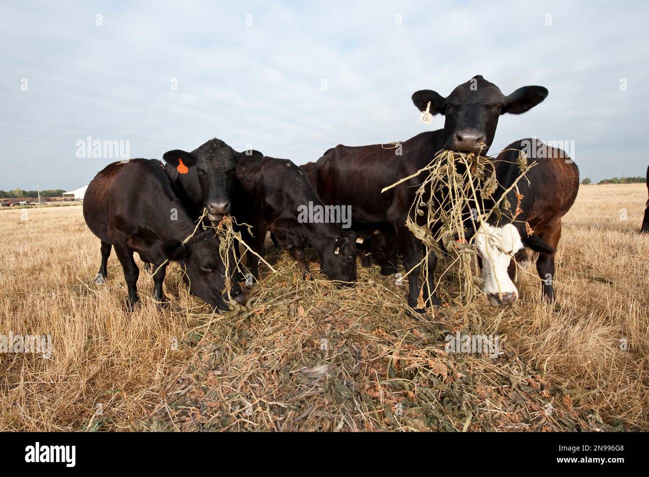 WALKER, MO AUGUST 9 Cows feed on a bale of soybeans. Brent Gundy