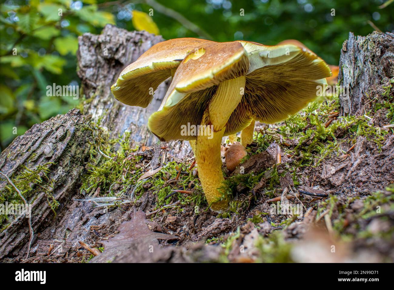 Mushroom green-leaved sulphur head Stock Photo