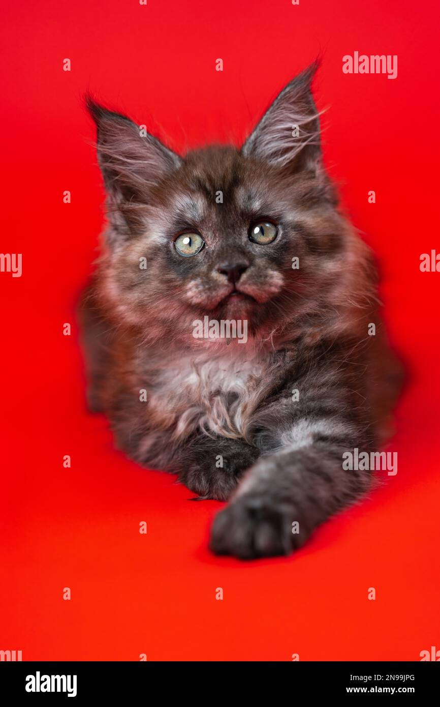 Portrait Of Female American Longhair Maine Coon Cat Two Month Old On Red Background Funny Pussy 4640