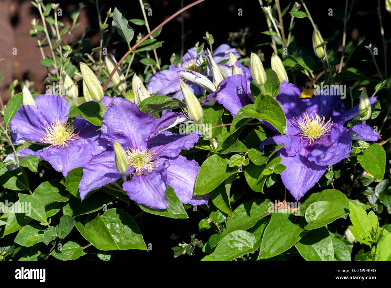Clematis (General Sikorski) sunlit after the rain Stock Photo