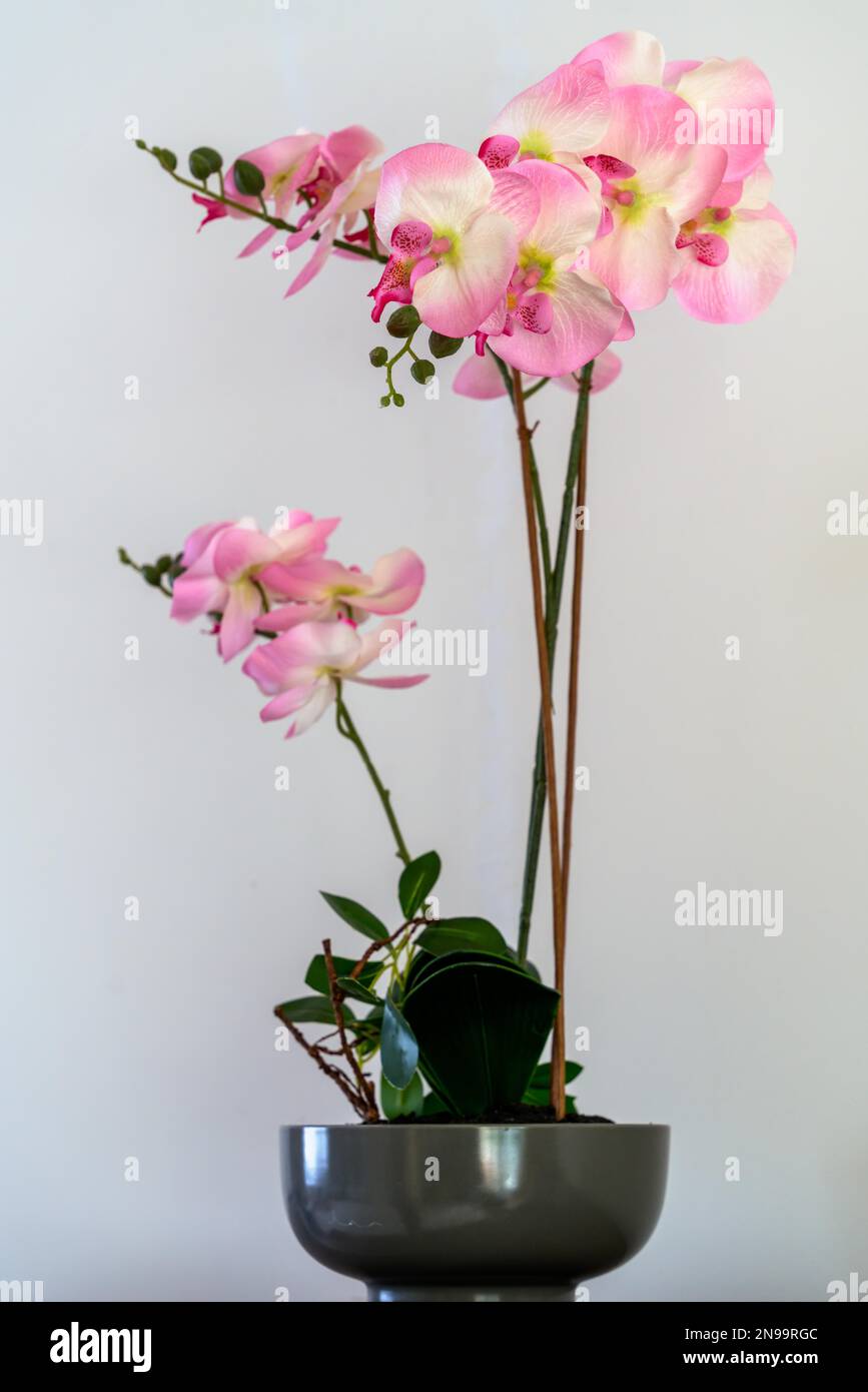 Pink artificial Orchid on show in East Grinstead Stock Photo Alamy