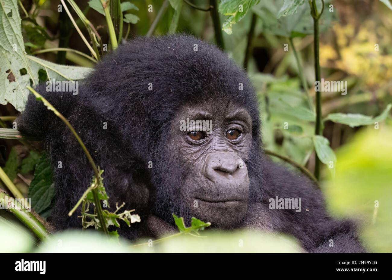 https://c8.alamy.com/comp/2N99Y2G/a-young-mountain-gorilla-gorilla-beringei-beringei-has-a-short-rest-whilst-playing-in-bwindi-impenetrable-forest-uganda-2N99Y2G.jpg