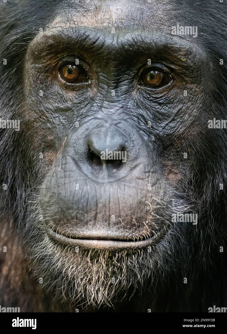 A portrait of a thoughtful looking Chimpanzee (P. troglodytes schweinfurthii) in Kibale Rainforest, Uganda Stock Photo