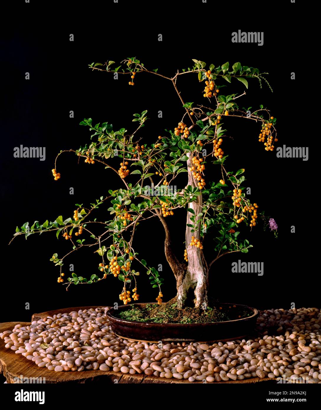 Bonsai, Duranta plumieri, style, fruiting bonsai, drift wood, India Stock Photo