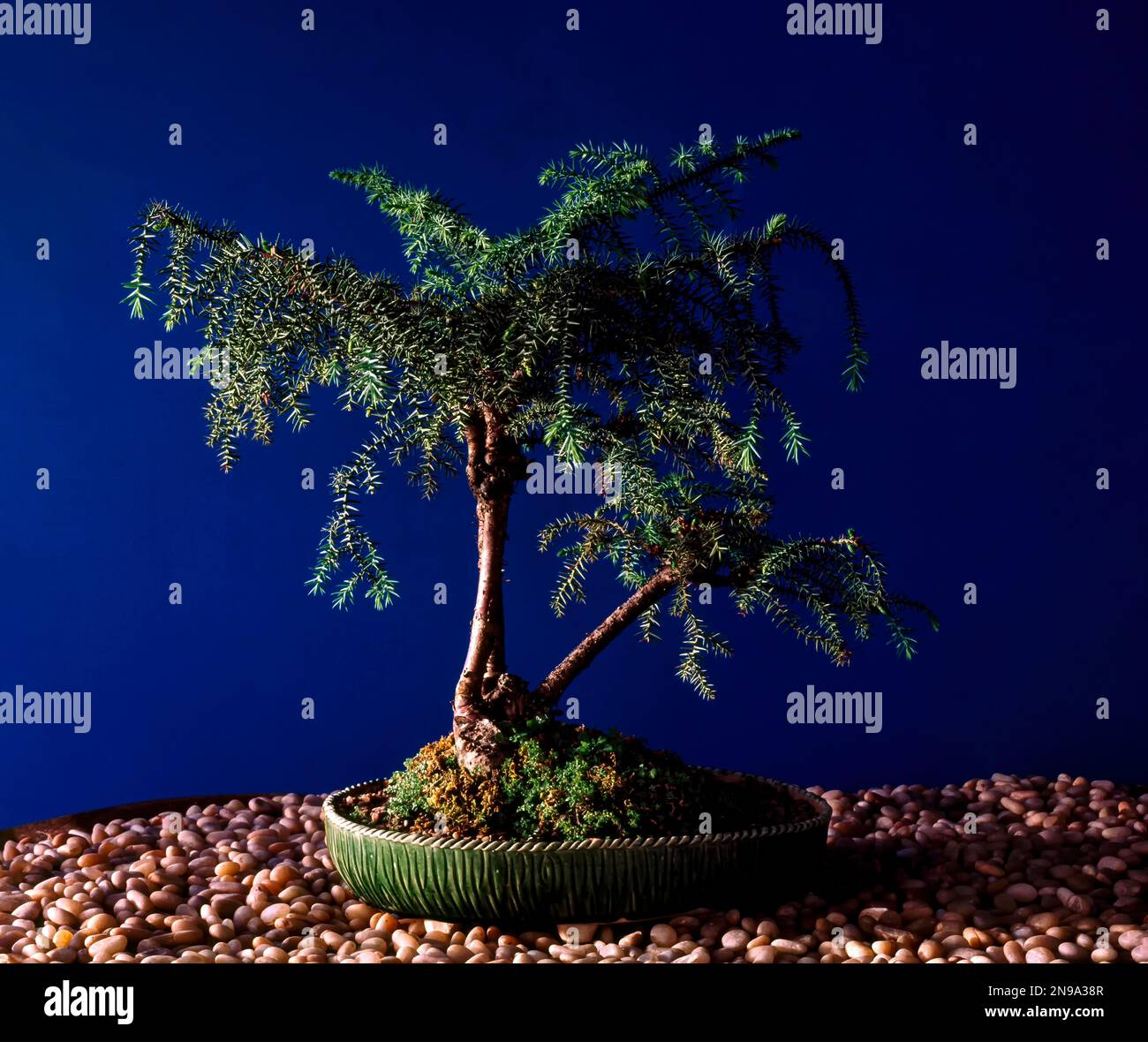 Bonsai, Cryptomeria japonica, Japanese red cedar, style, three trunk