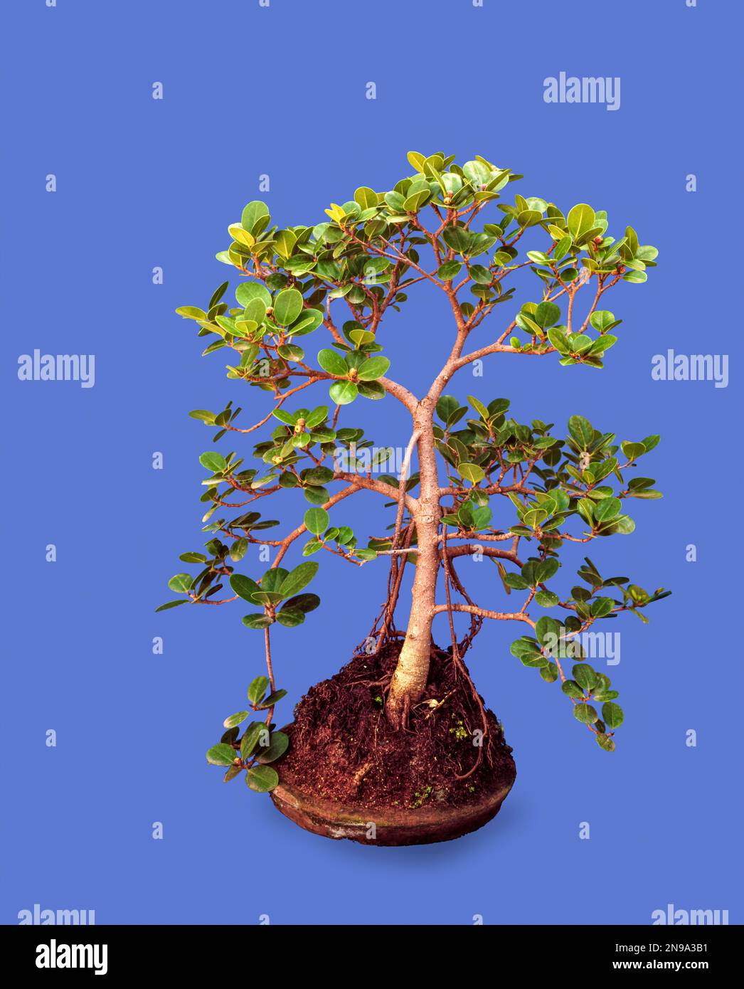 Cutout, Bonsai, Ficus nitida, Style, Banyan, India Stock Photo Alamy