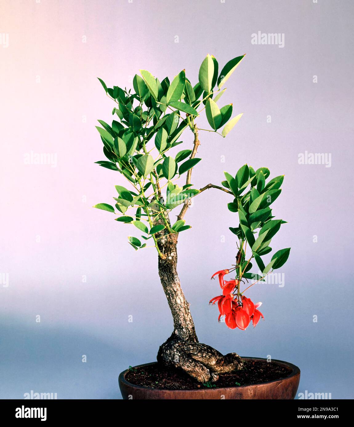 Bonsai (Erythrina) species, style, flowering bonsai, India Stock Photo