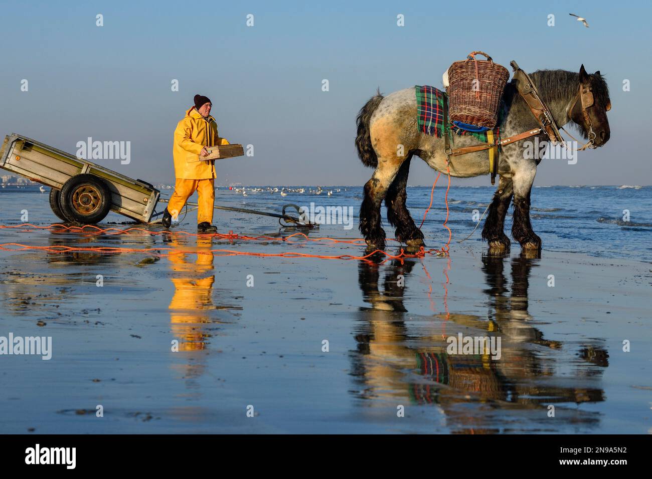 Horse fishermen at work, catching Brown shrimp (Crangon crangon