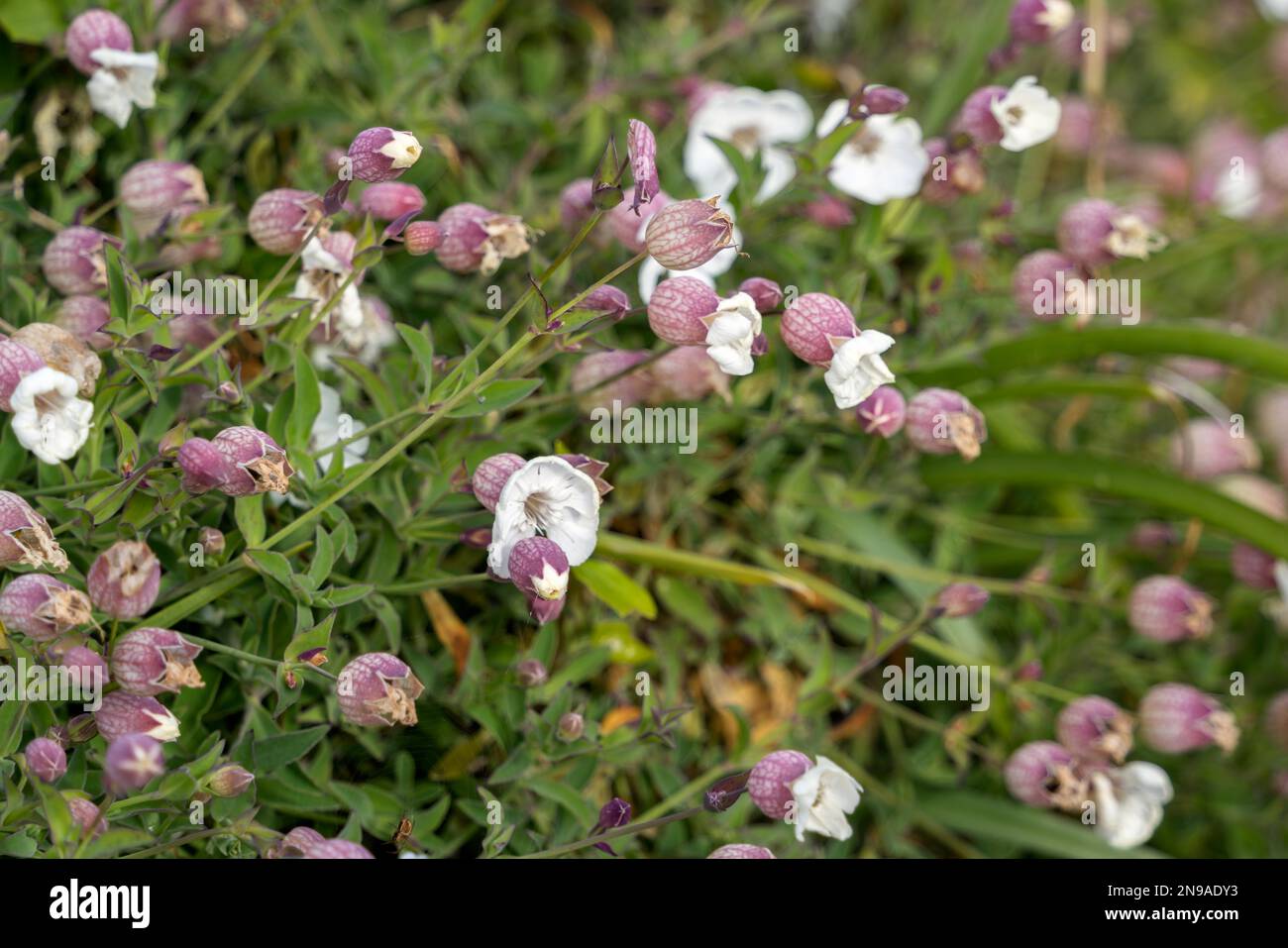 Sea Campion (Silene uniflora) growing by the coast at Pendennis Point in Falmouth, Cornwall Stock Photo
