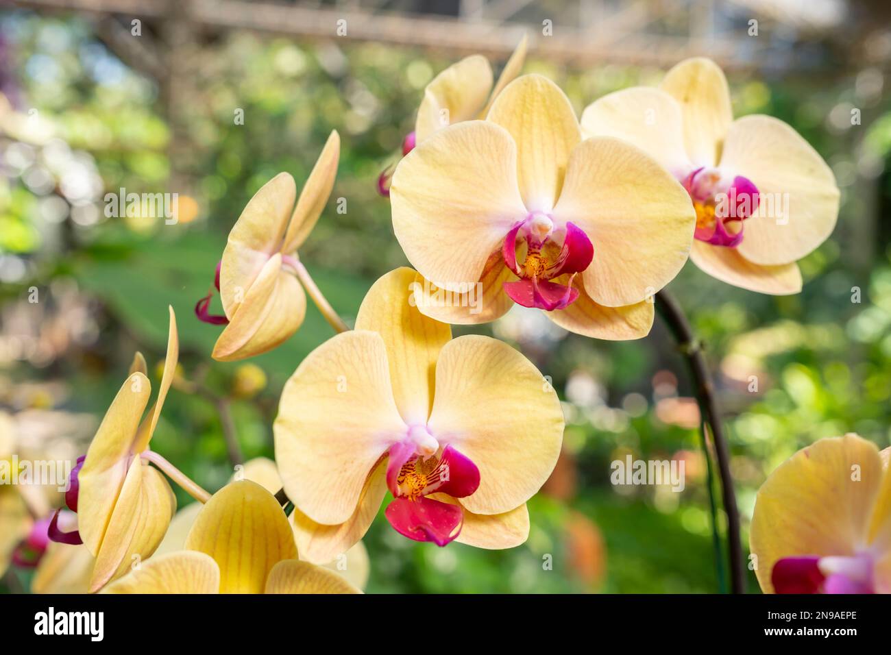 Yellow Orchid in nature farm. Stock Photo