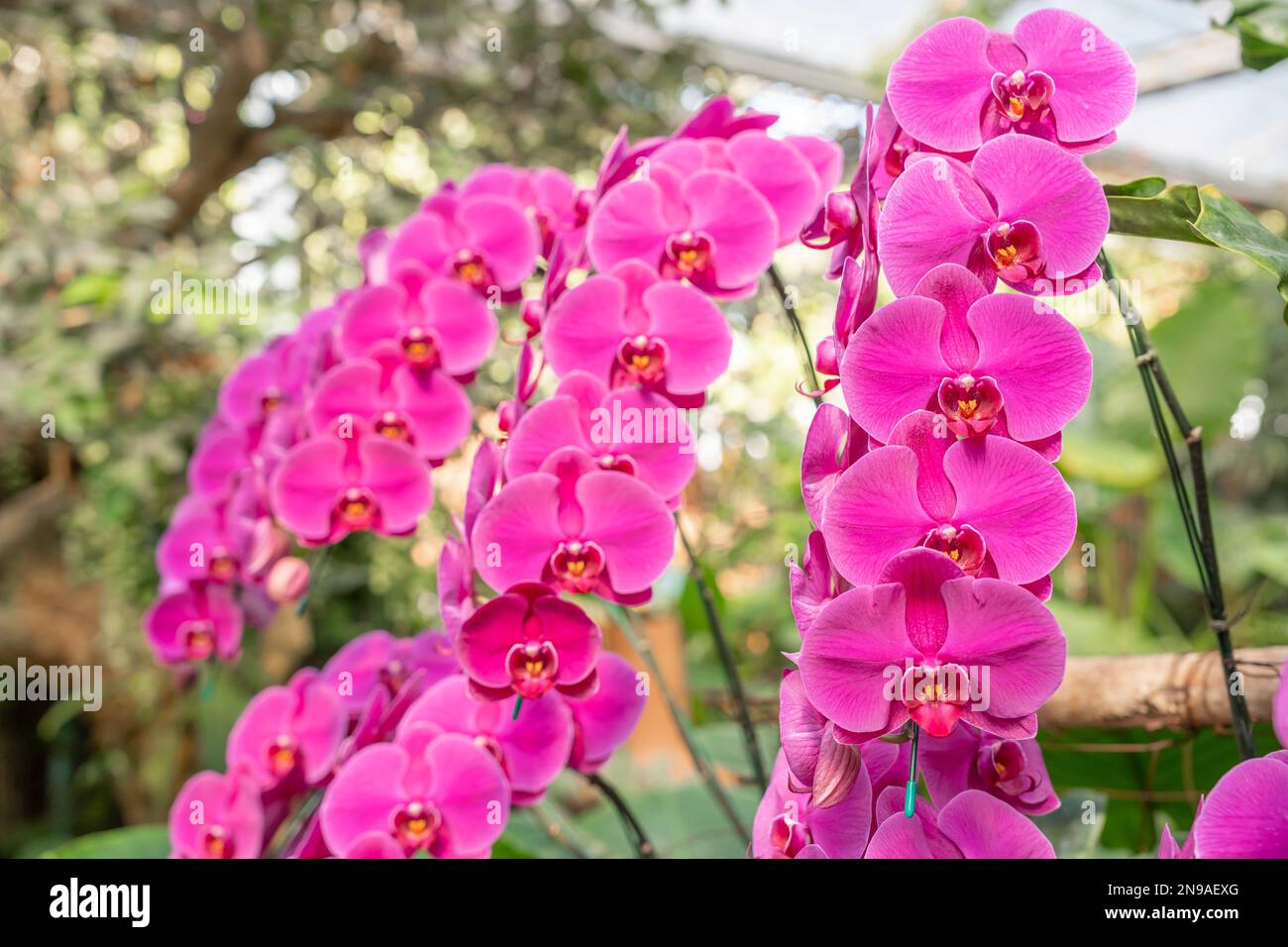Violet phalaenopsis or Moth orchid from family Orchidaceae in orchid farm. Stock Photo