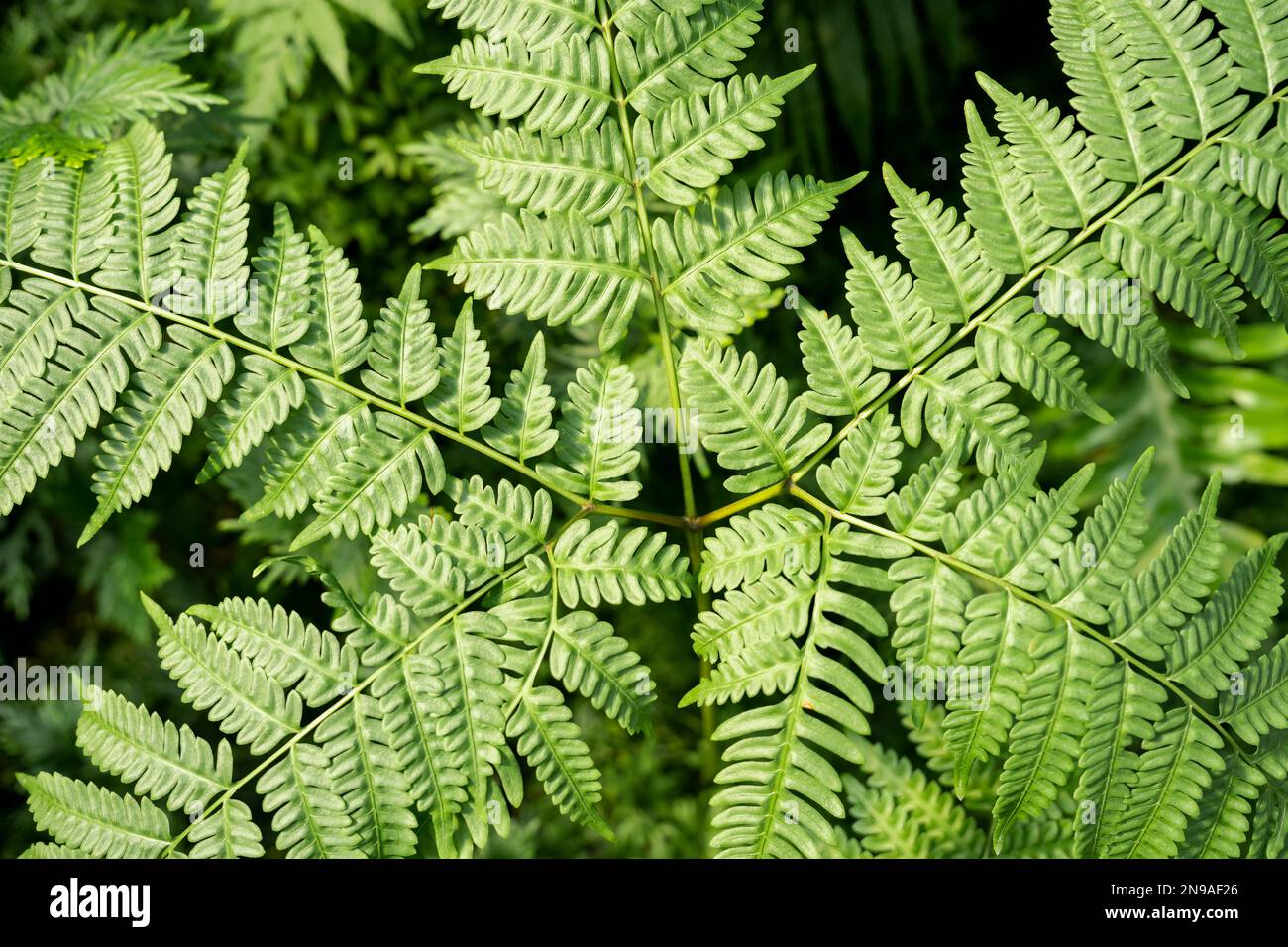 High angle view of fresh green fern leaves in springtime. Stock Photo