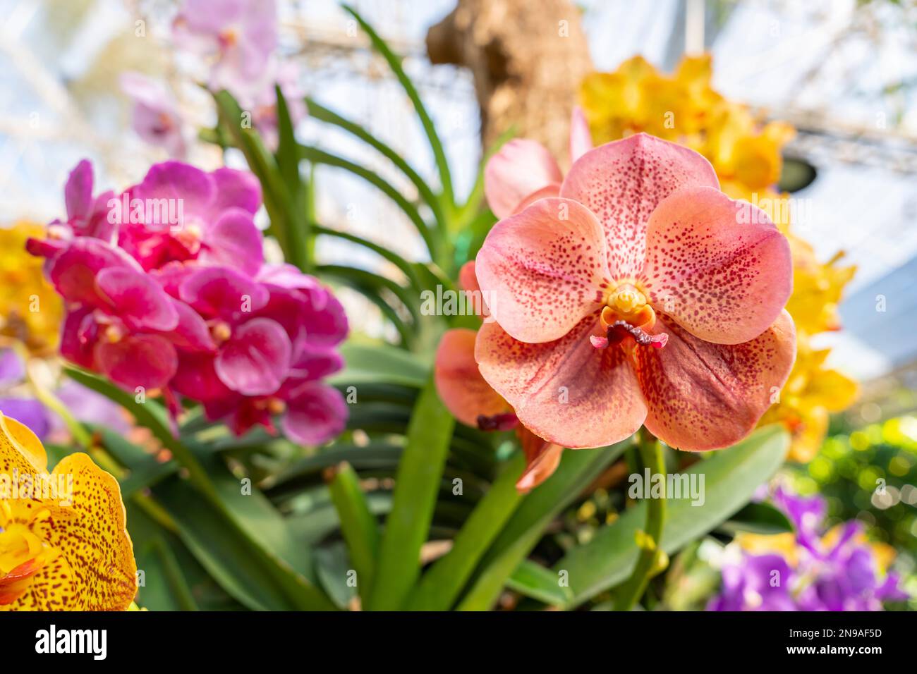 Orange orchids, Ascocenda, Vanda hybrids blooming in orchid house in bright sunlight and green leaves blur background. Stock Photo