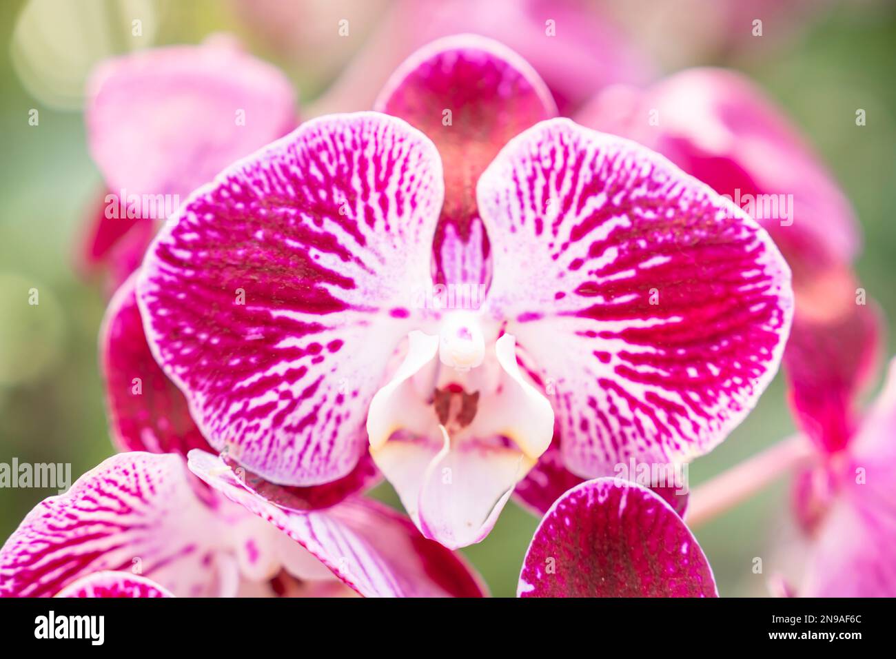 The pink and white moon orchids with a touch of yellow. Also known as a