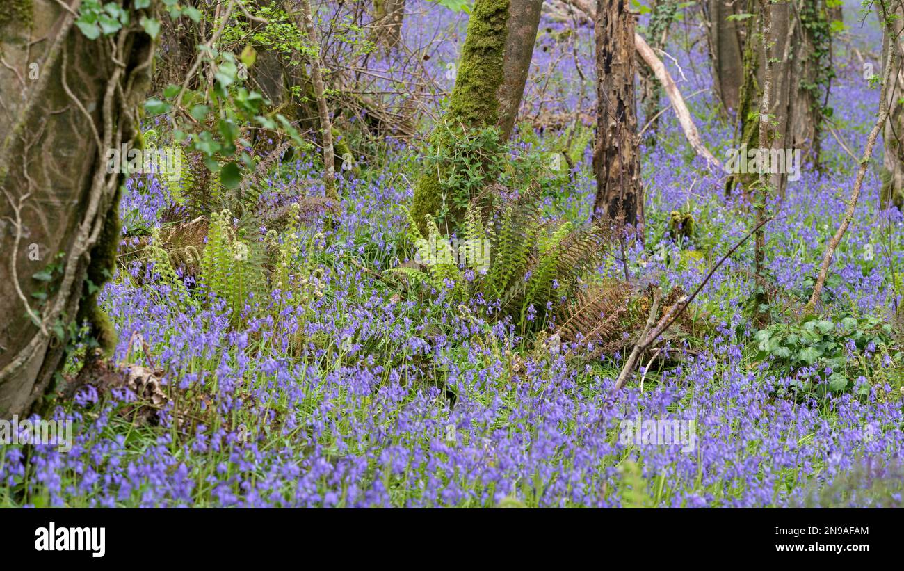 A swathe of Bluebells in woods near Coombe in Cornwall Stock Photo