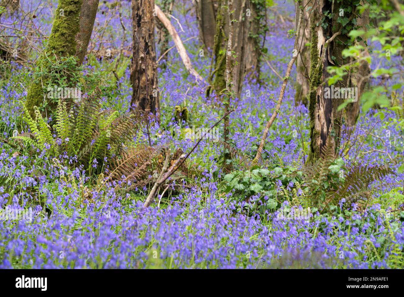 A swathe of Bluebells in woods near Coombe in Cornwall Stock Photo