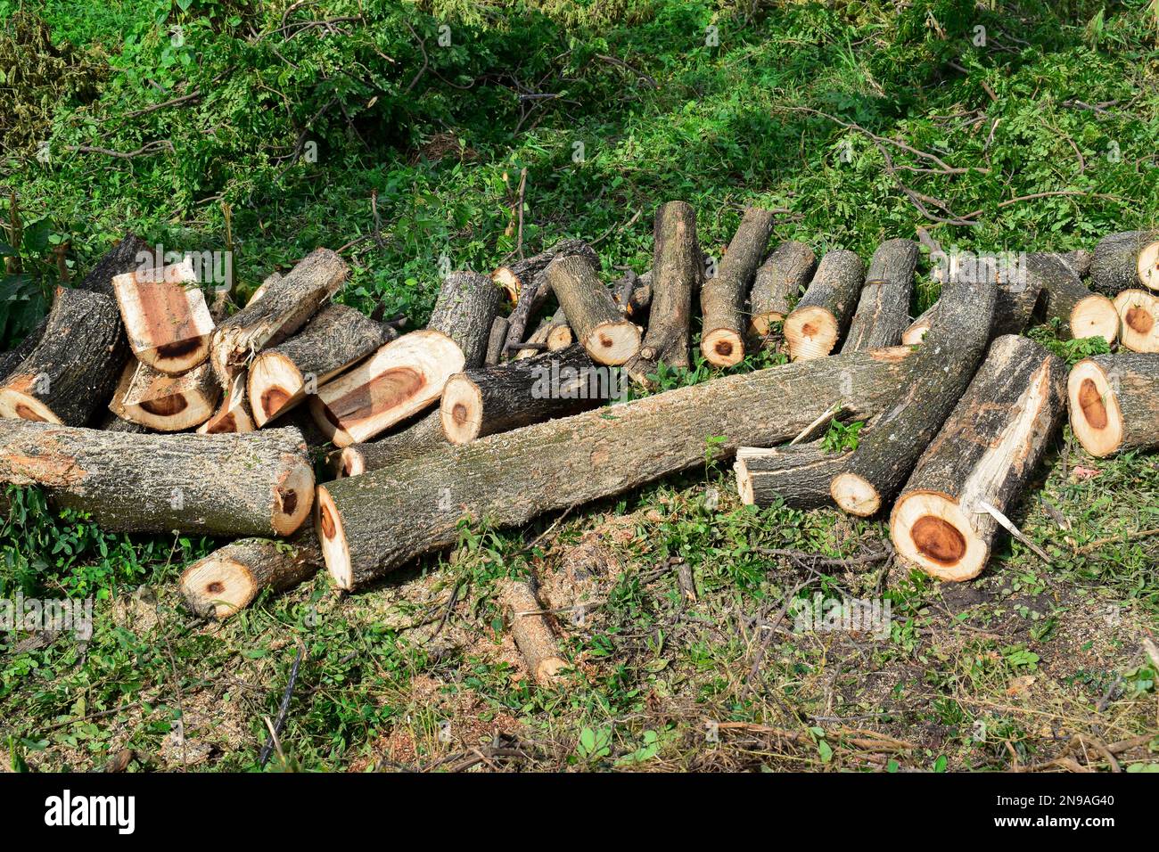 Various size cut tree trunks. Cut down tree Stock Photo Alamy