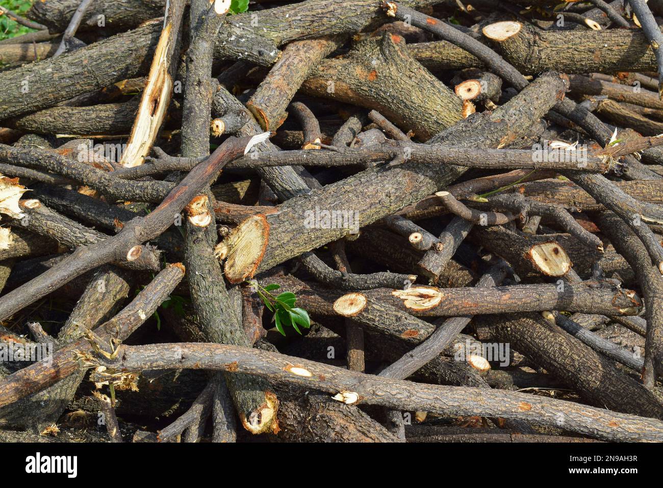 Pile of tree branches as a background texture Stock Photo Alamy