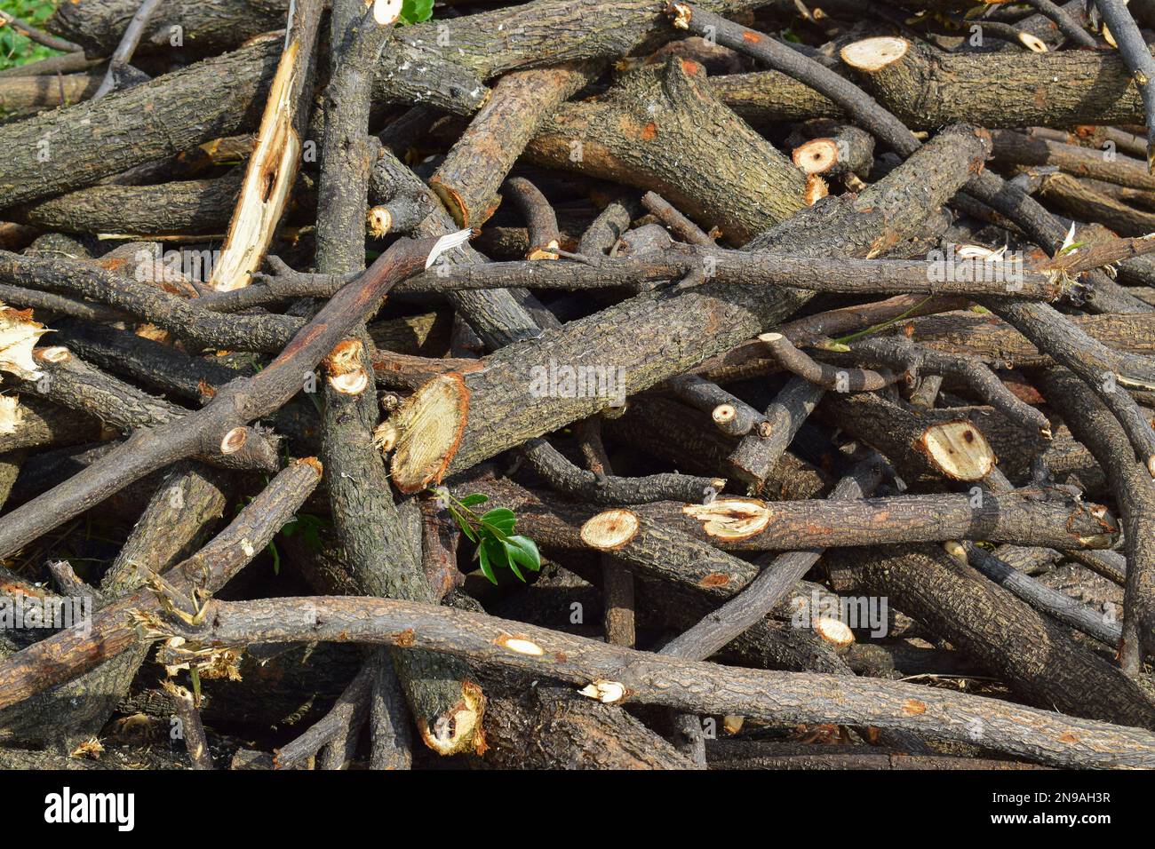 Pile of tree branch, wood stick photo, Stock image