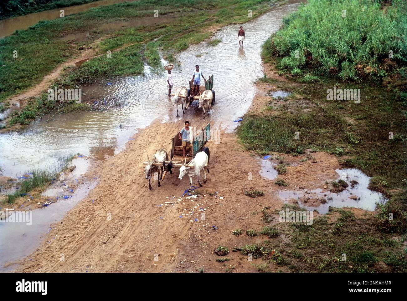 Collecting River Sand,Bullock carts on the river bed a rural scene near