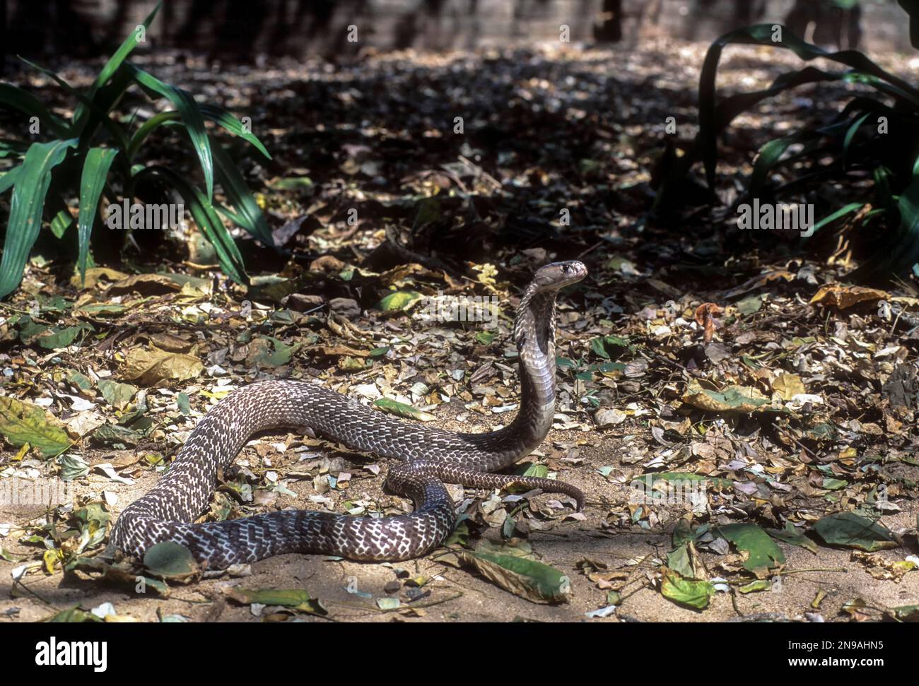 Indian spectacled cobra naja naja; Tamil Nadu; India Stock Photo