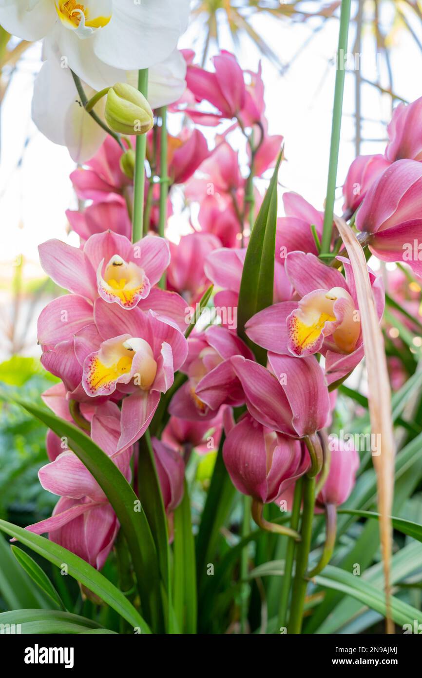 Close-up of a Pink Cymbidium Orchid. Stock Photo