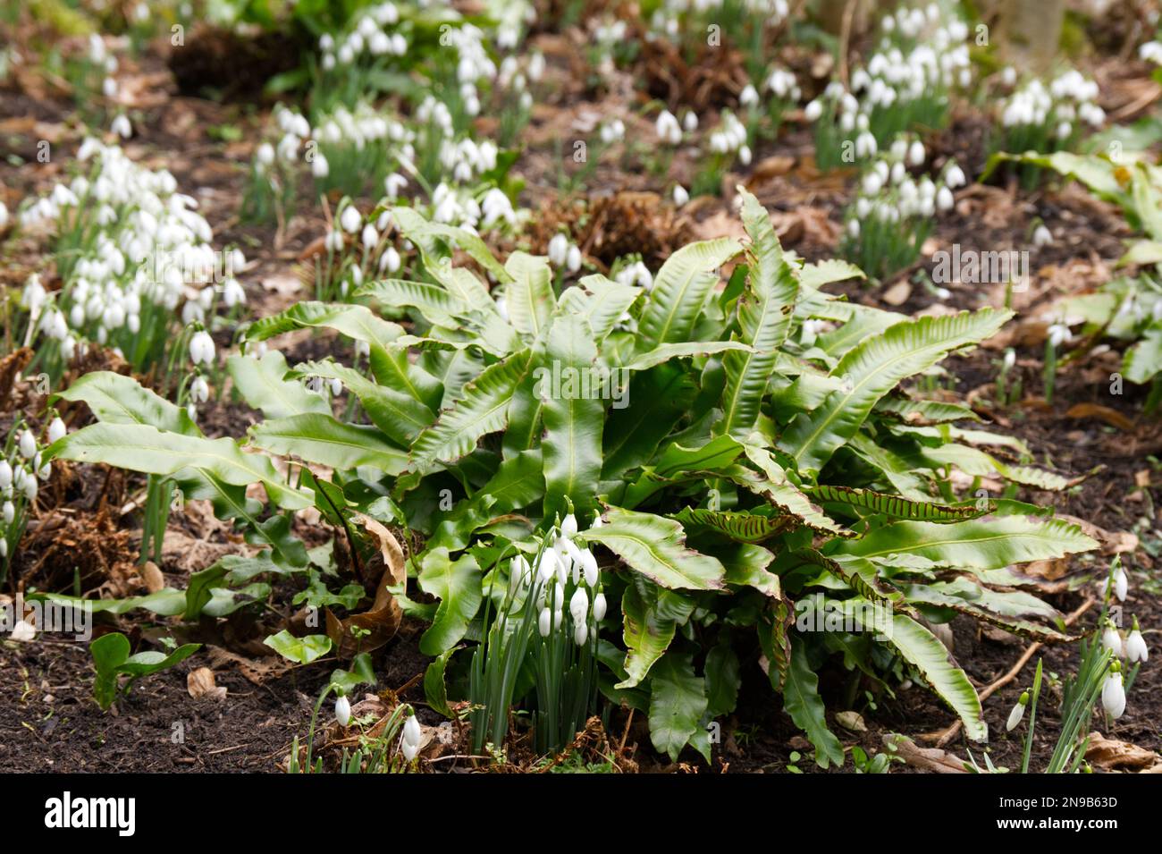winter snowdrops, galanthus nivalis and hart's tongue fern, Asplenium scolopendrium in UK woodland garden February Stock Photo