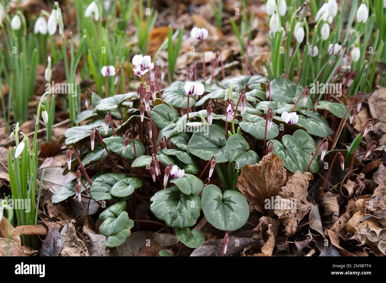 white flowering cyclamen coum and snowdrops, galanthus nivalis in a winter woodland garden February UK Stock Photo